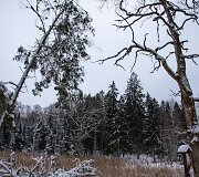 Liepijų pėsčiųjų trasa