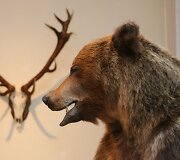 Parodos &bdquo;Stumbro medžioklė&ldquo; atidarymas