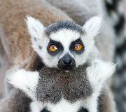 Lemūrai Belgijos zoologijos sode