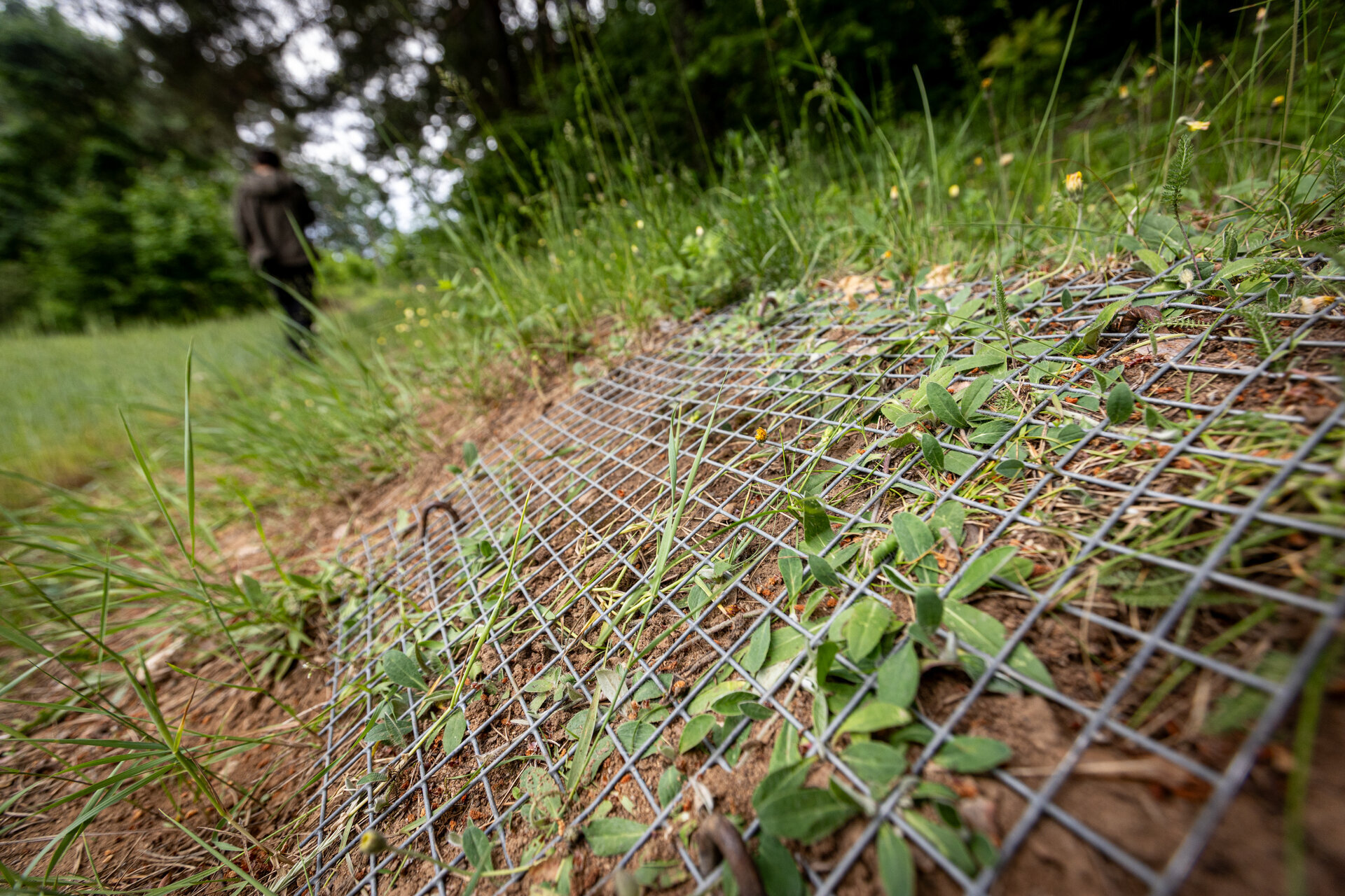 Natūraliose lizdavietėse dažnai įrengiama paprasta, bet veiksminga apsauga. Vir&scaron; dėties pritvirtinamas metalinis tinklelis apsunkina lapių bandymus i&scaron;kasti kiau&scaron;inius, tačiau netrukdo saulės &scaron;ilumai pasiekti besivystančius embrionus. Tokia paprasta priemonė leidžia i&scaron;saugoti bent dalį natūralių dėči