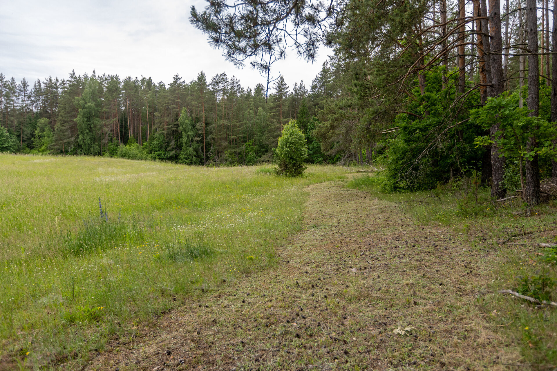 Dėl sumažėjusios smėlingų atvirų plotelių baliniai vėžliai praranda savo dėtavietes. Tam kad padėti jiems, saugomų teritorijų specialistai dar prie&scaron; prasidedant kiau&scaron;inių dėjimo laikotarpiui nu&scaron;ienauja tinkamus kiau&scaron;iniams dėti plotus. 