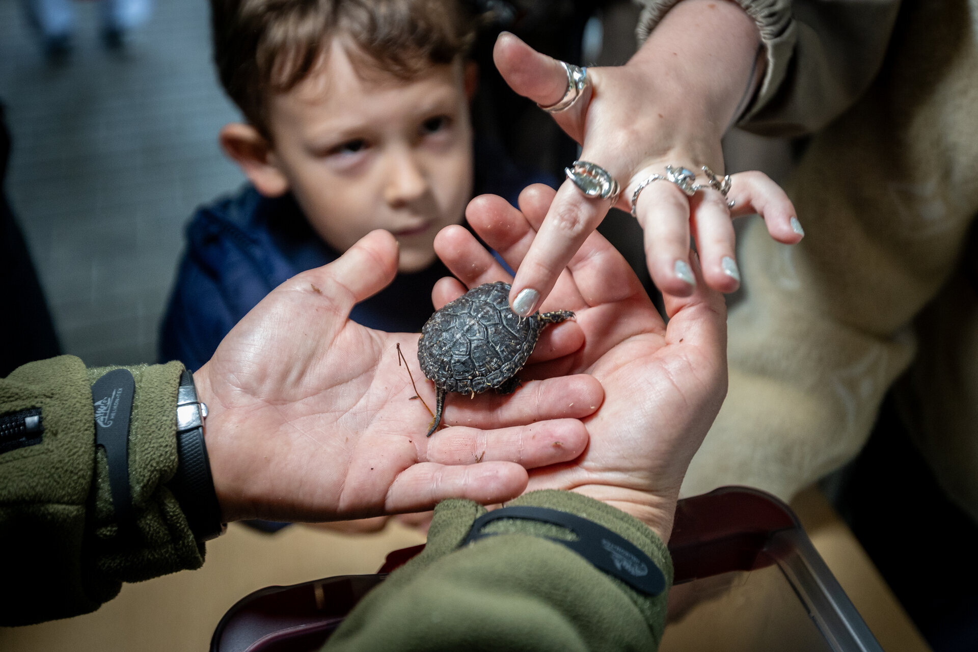 Didžiausią įspūdį vėžliukų paleidimas palieka vaikams ir jaunimui. Jiems tai nauja patirtis ir galimybė i&scaron; arti pamatyti retą rū&scaron;į. Kartu - suprasti, kiek daug darbo reikia vienam mažam gyvūnui sugrąžinti į gamtą. Tokios akimirkos neretai tampa pirmuoju žingsniu į domėjimąsi biologija ar aplinkosaug