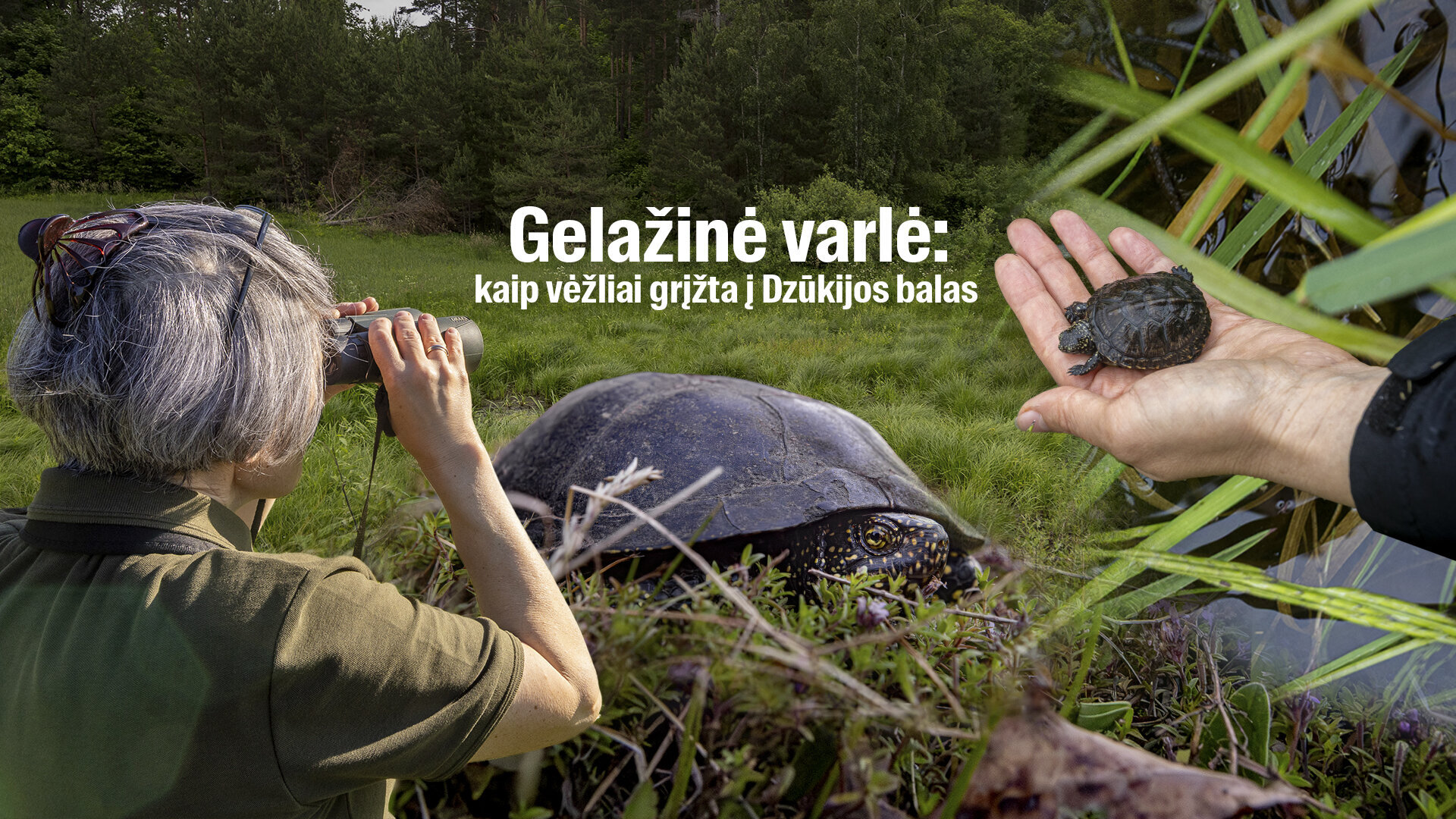 gelaž