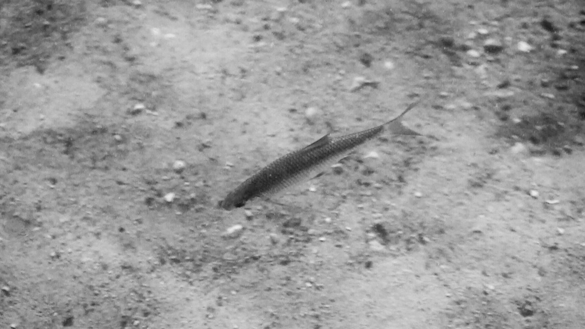 Tauragnai0034