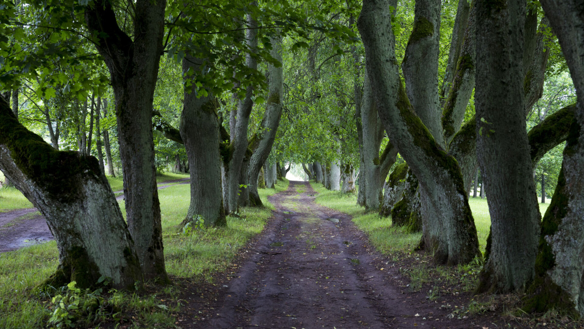 Dirvonenai0028