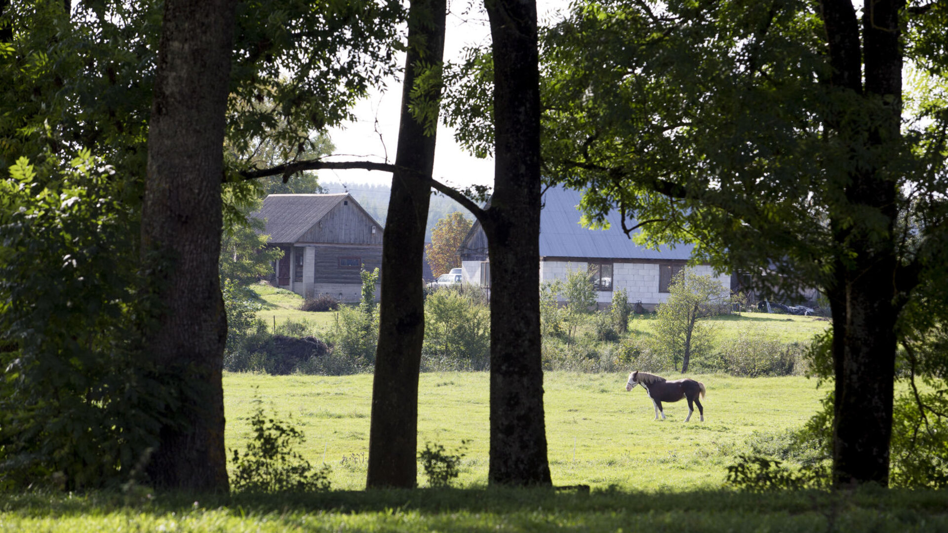 Nedzinge0023