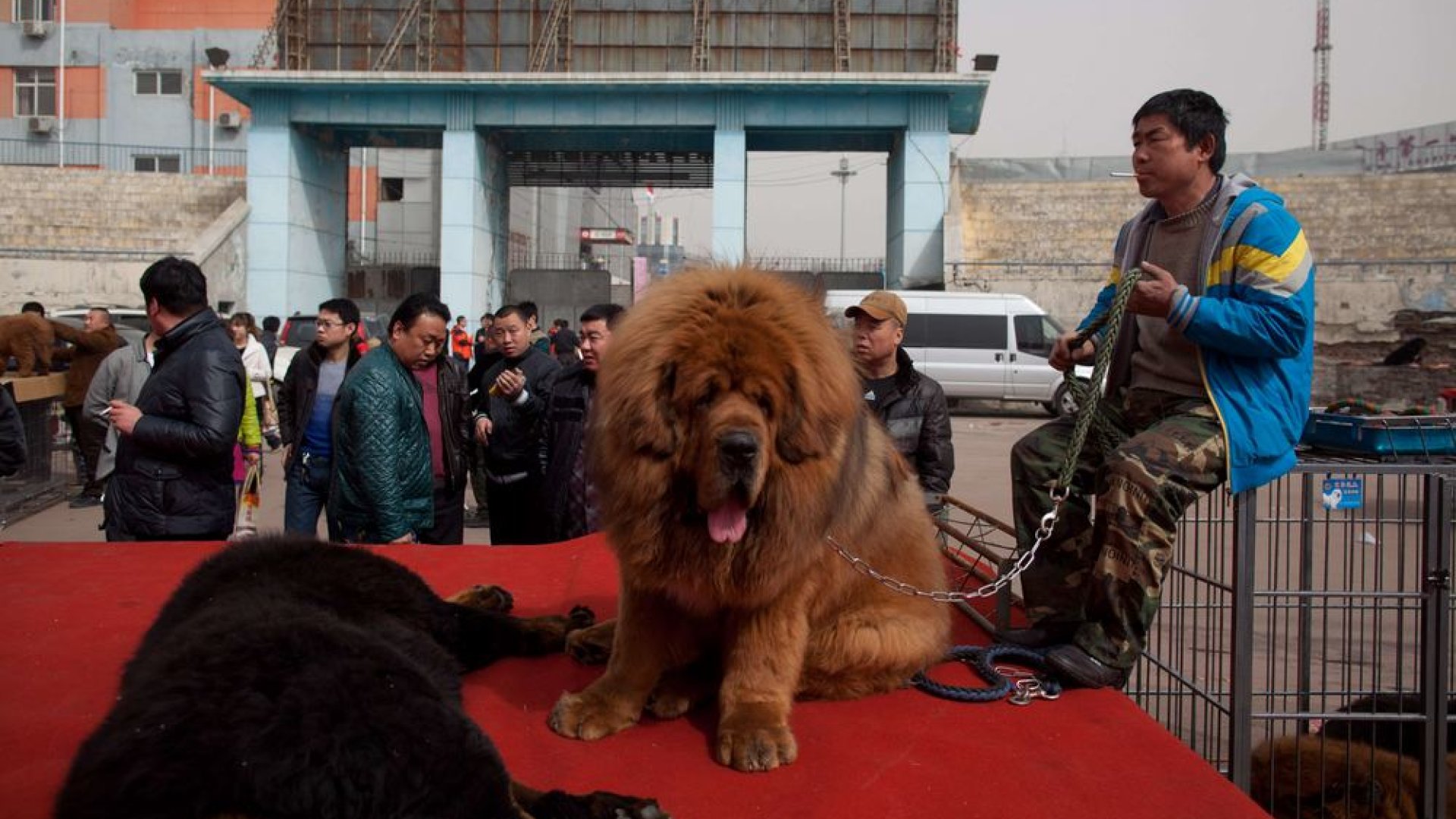 Tibetan store mastiff kaina