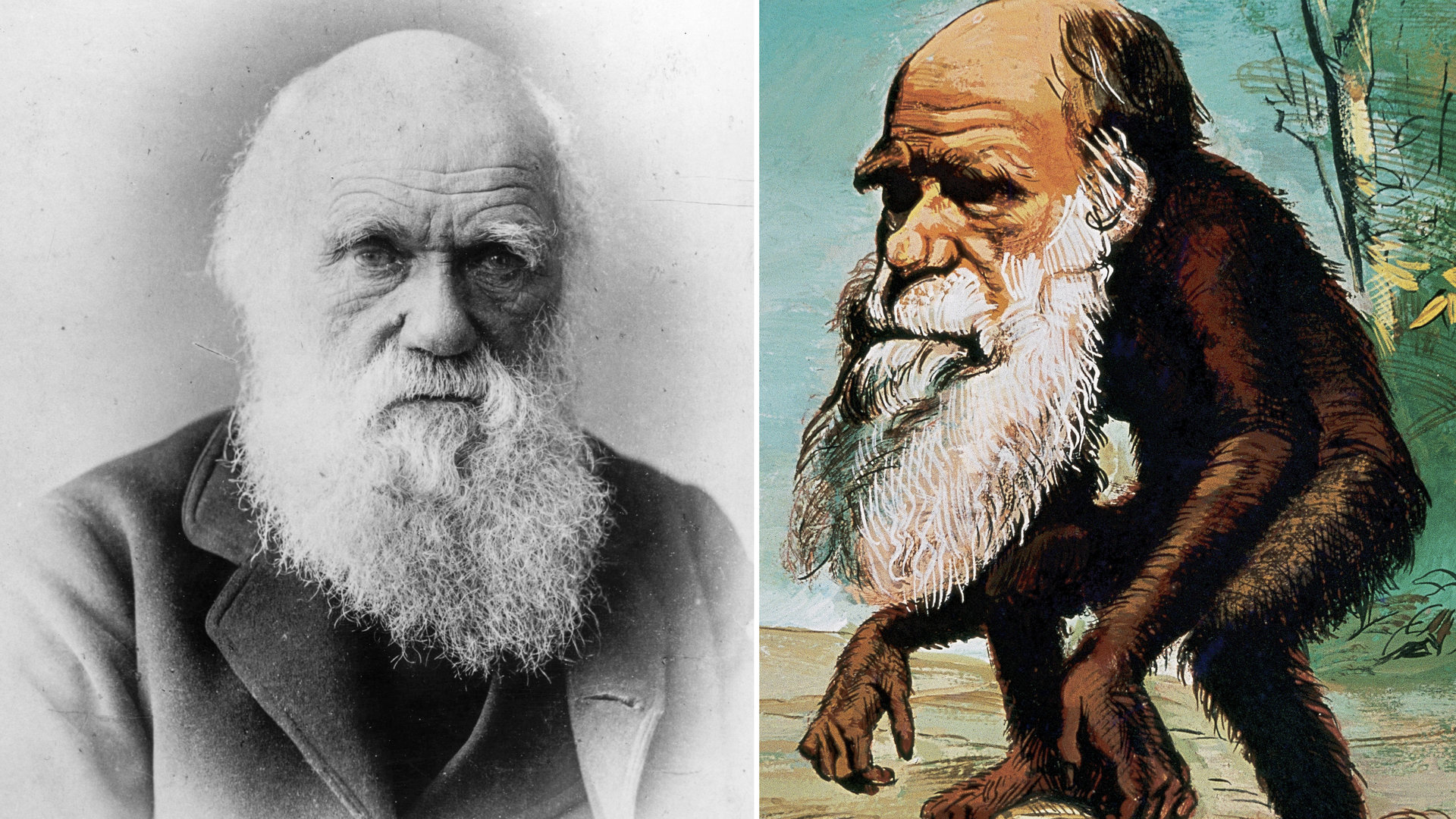 Charlesas Darwinas / Getty ir Vida Press nuotraukos