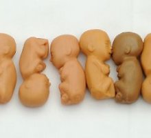 Embrionų muliažai