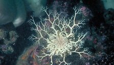  Gorgonocephalus atrodo kaip dumblis ir dar juda