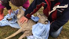 Tauragės ugniagesiai i&scaron;gelbėjo kūdroje skęstantį stirniuką