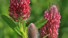 Trifolium rubens