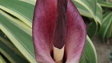 Amorfofalas