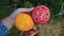 &lsquo;Fox nose&rsquo; ir &lsquo;Red Pear&rsquo; &ndash; jau ne vienus metus patikrintas pasirinkimas. 