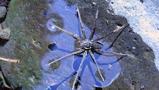 Neseniai atrasta vorų rū&scaron;is Dolomedes briangreenei
