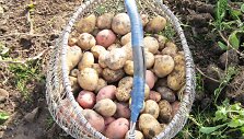 Bulvių kilogramas Klaipėdos turgavietėse kainuoja 25-35 centus. Augintojai tikina, kad kainą lėmė prastas darlius.