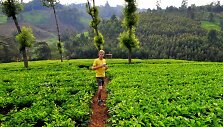 Mykolas Vadi&scaron;is arbatos plantacijose Kenijoje
