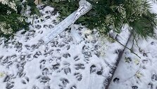Vaizdas kapinėse priblo&scaron;kė artimuosius: tik palaidoto žmogaus kapavietė buvo i&scaron;trypta stirnų, gėlės apgraužtos, i&scaron;vartytos.
