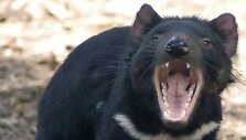 Tasmanijos velnias &ndash; mėsėdis sterblinis gyvūnas, randamas tik Tasmanijoje.