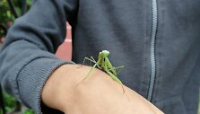 Europinis maldininkas, aptiktas Kauno vaikų žaidimų aik&scaron;telėje