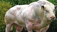 Bulius, užaugintas nenaudojant geneti&scaron;kai modifikuoto maisto