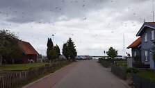 Nidoje pabudę ma&scaron;alai lenda ir į burną, ir į akis.