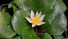 Vandens lelija Nymphaea thermarum