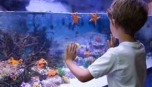 Akvariumas namuose &ndash; kaip i&scaron;sirinkti tinkamą ir jį įrengti? 
