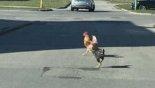 Gaidžiai Naikupės gatvėje
