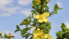 'Golden Chersonese'
