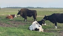 Į Karužų kaimą Varėnos rajone atklydo laukinis stumbras