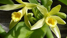 I&scaron; &scaron;io orchidėjų &scaron;eimos augalo i&scaron;gaunama vanilė.