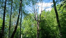 Dūk&scaron;tų ąžuolyno pažintinis takas
