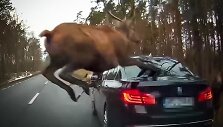 Elnio susidūrimas su BMW