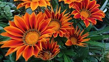 Gazanija