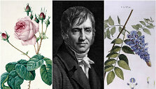 Pierre&rsquo;as Josephas Redoute