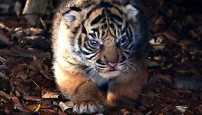 Sumatros tigro jauniklis
