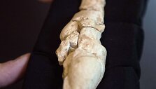 Prancūzijoje atrasta 23 tūkst. metų senumo Veneros skulptūra