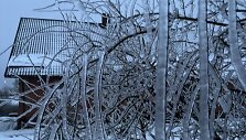 Apledėję medžiai Latvijos Vidžemės regione 