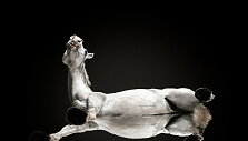 Fotografo Andriaus Burbos įamžinti arkliai i&scaron; apačios projekte &bdquo;Underlook&ldquo;