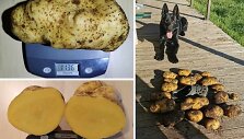 Panevėžio rajone įspūdingas bulvių derlius. &Scaron;ios galiūnės kartu sveria apie 30 kilogramų. 