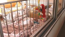 Rotavirusinės infekcijos pasiekė piką