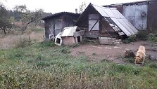 Gyvūnas
