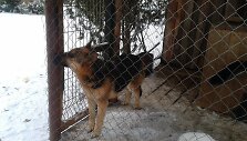 Linkaičiuose keturi apleisti vilk&scaron;uniai &scaron;aukiasi pagalbos