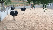 Netikėta pramoga &ndash; jodinėjimas ant greičiausio pasaulyje pauk&scaron;čio &ndash; stručio.