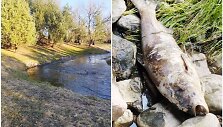 Vaik&scaron;čiodamas upelio pakrantėmis Ruslanas Linevas aptiko labai didelės žuvies gai&scaron;eną.