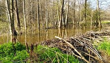 Bebrų nugraužti medžiai