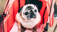 Dogspoto gyventojai &ndash; suplotasnukiai &scaron;unys