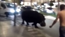 Į laisvę i&scaron;trūkęs begemotas