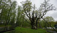 Stelmužės ąžuolas